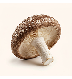 Shiitake