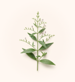 Andrographis Paniculata