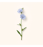 Cichorium Intybus (Chicory) & Licorice Root