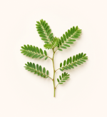Phyllanthus Niruri