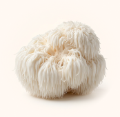 Lions Mane