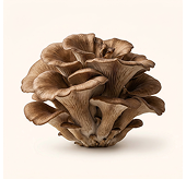 Maitake