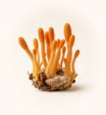 Cordyceps